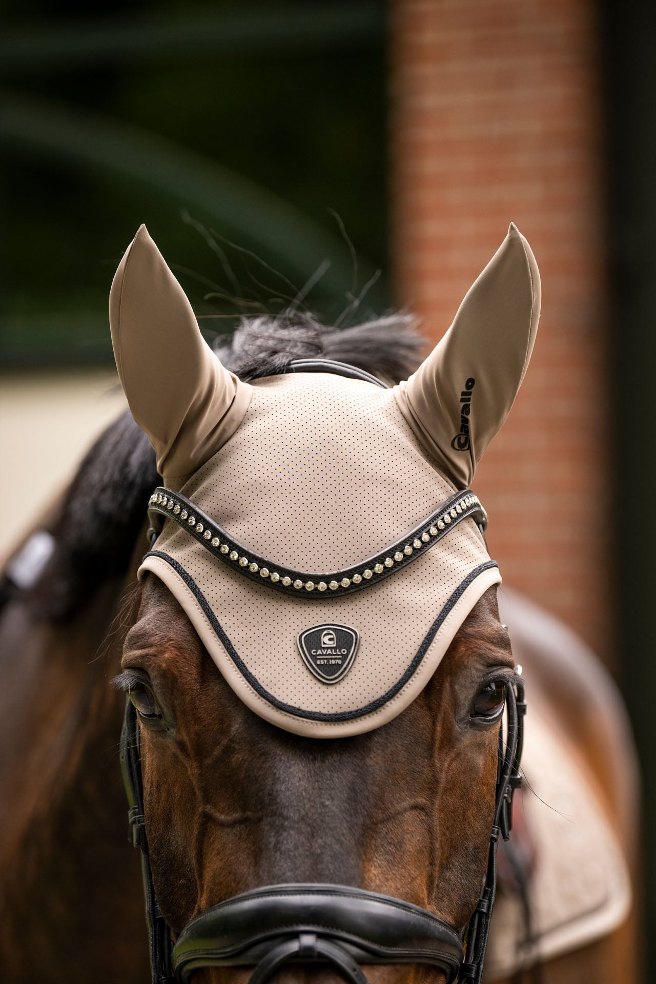 Horse Fly Ears