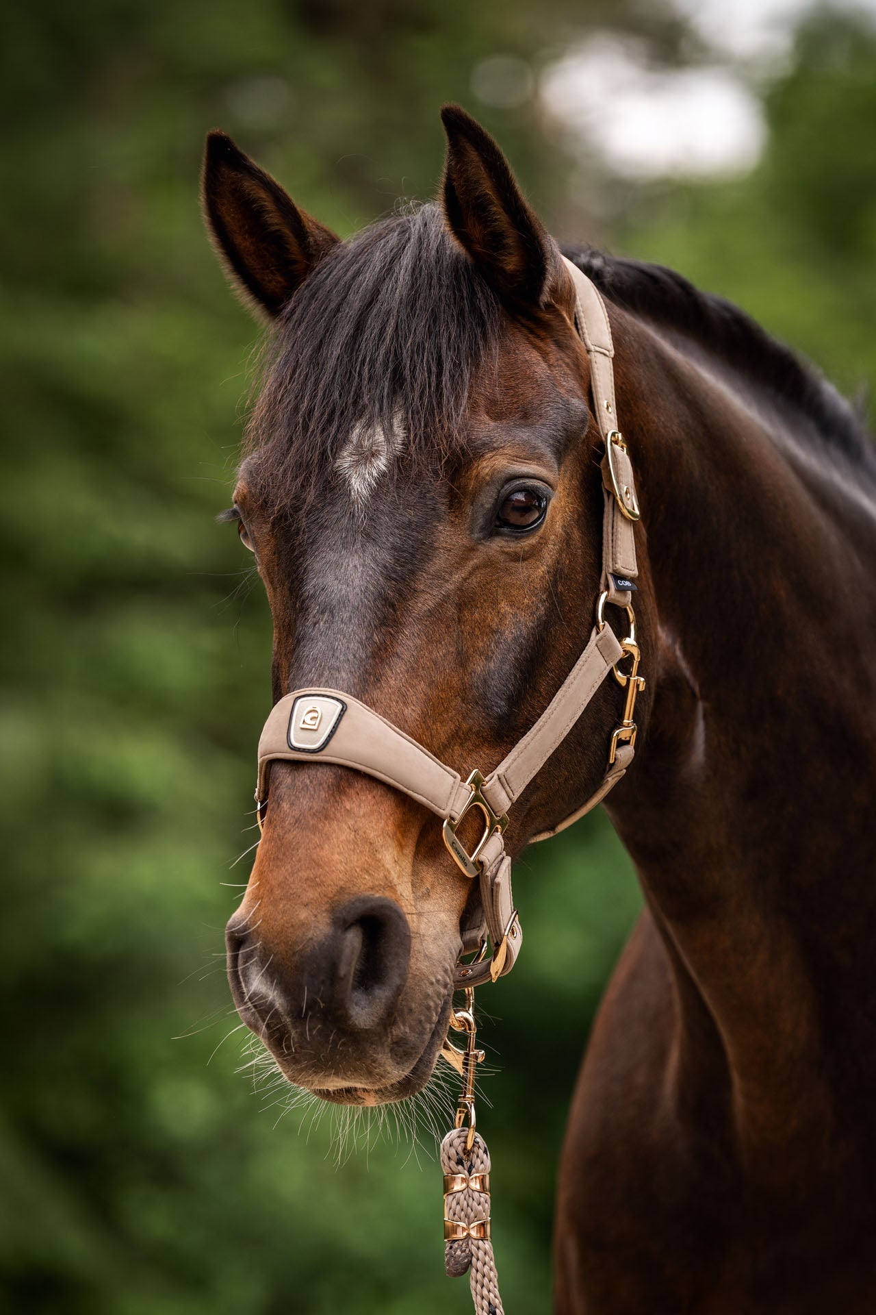 Horse Halters and Ropes