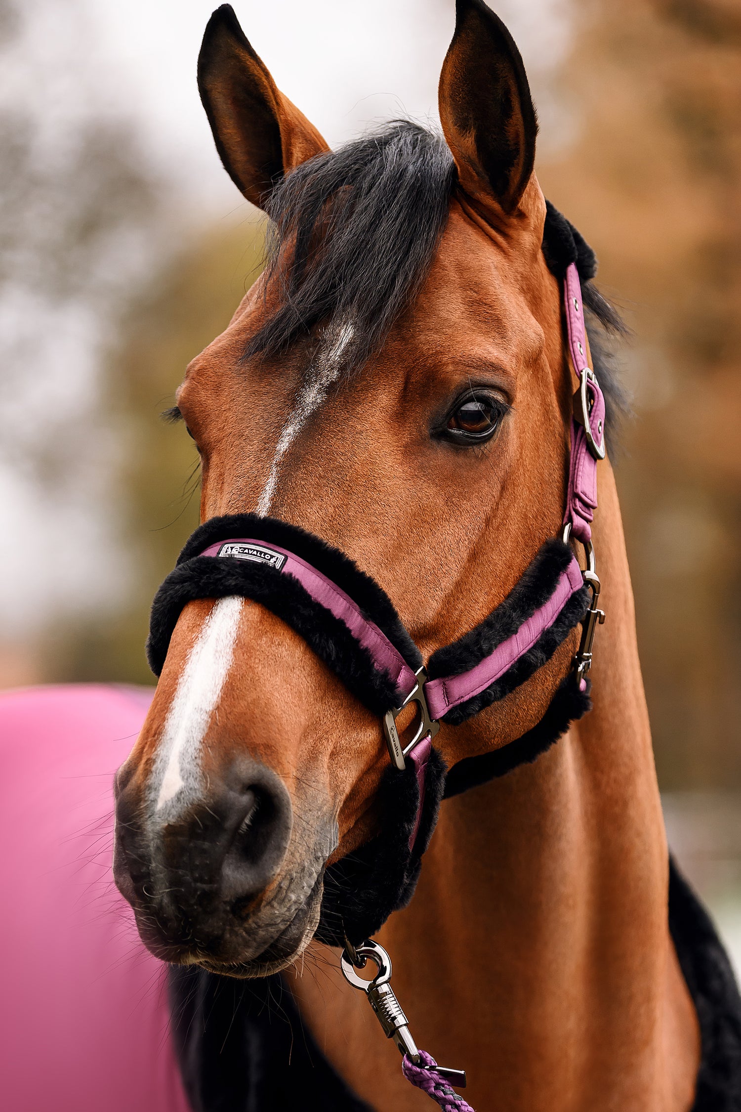 Horse Headcollars and Ropes