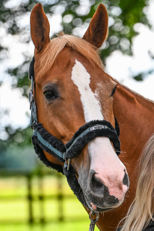 Cavallo CAVALJUNO Horse Halter